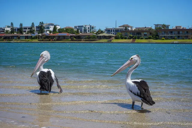 A pair of pelicans in Adelaide, Australia in the first decade of February 2024. These improbable-looking birds first appeared in the early Oligocene period, and fossil evidence shows that they have not changed much in the 30 million years since. (Photo by Amer Ghazzal/Alamy Live News)