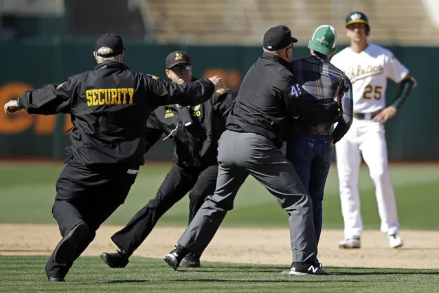 Second base umpire Jeff Nelson (45) grabs a fan that ran onto the field as security guards assist and Oakland Athletics' Stephen Piscotty, right, watches in the ninth inning of a baseball game against the Toronto Blue Jays, Saturday, April 20, 2019, in Oakland, Calif. (Photo by Ben Margot/AP Photo)