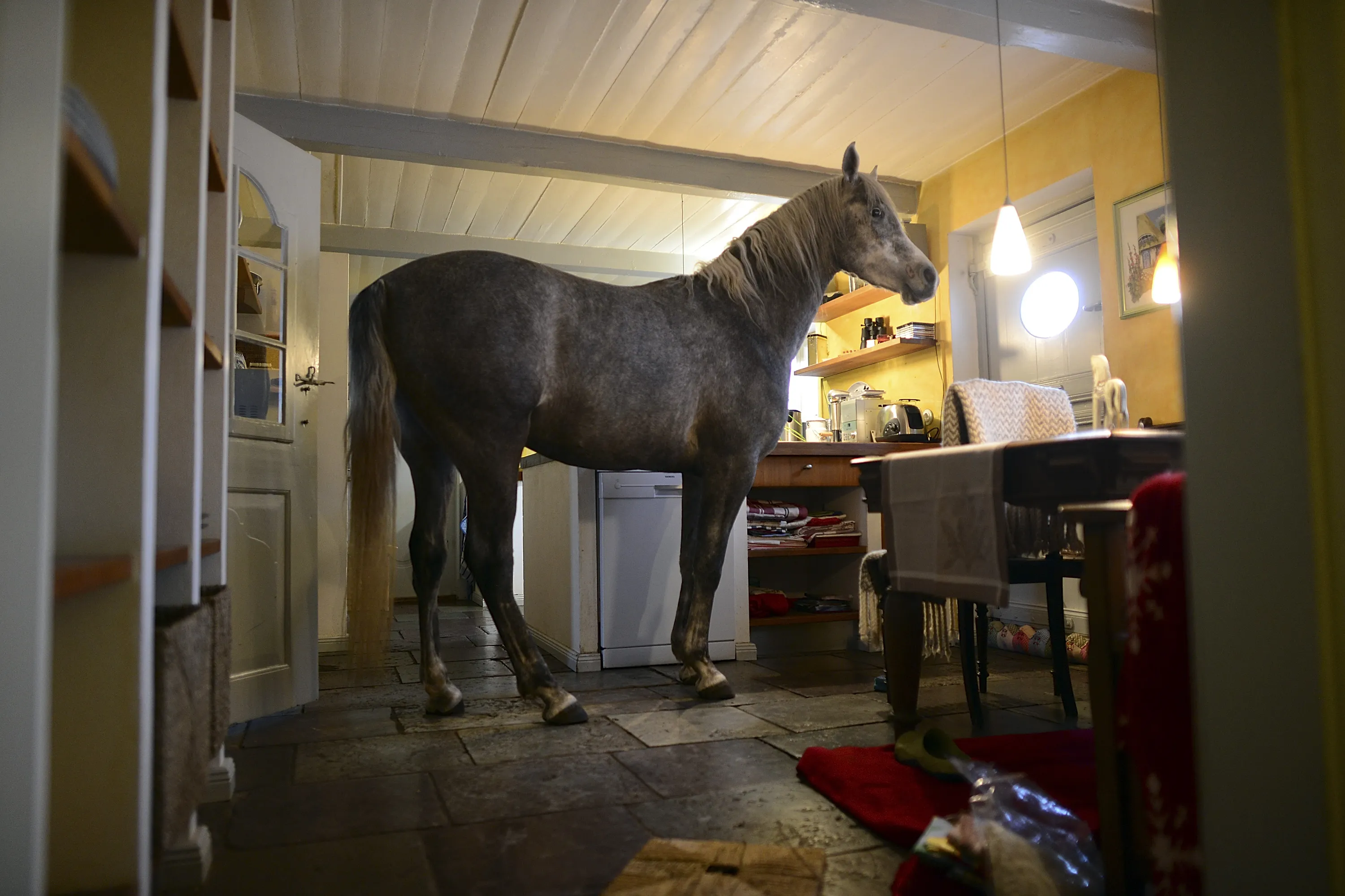 Мужик привел в квартиру лошадь. Лошадь дома. Лошадь в квартире. Конь в доме. Конь ВВ квартире.