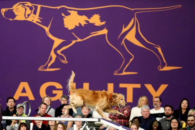 A Golden Retriever takes part in the Masters Agility competition during the 141st Westminster Kennel Club Dog Show in New York City, U.S. February 11, 2017. (Photo by Brendan McDermid/Reuters)