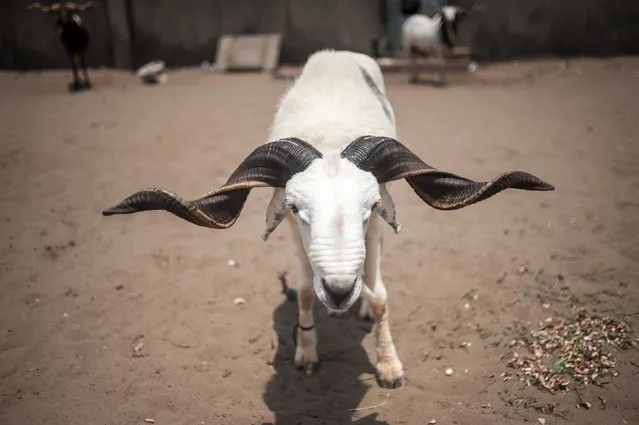 A ram stands pegged to the ground ahead of a ram fighting competition held at the National Stadium in Lagos on March 20, 2016. With eight weight categories and referees, the Ram Lovers Association of Nigeria (RLAM) is working to bring ram fighting into the mainstream by enforcing a strict set of rules to ensure ram safety and fair play. Hundreds of people gathered under a blazing sun to watch the rams fight on a sandy pitch, fenced off with orange and blue rope. (Photo by Stefan Heunis/AFP Photo)