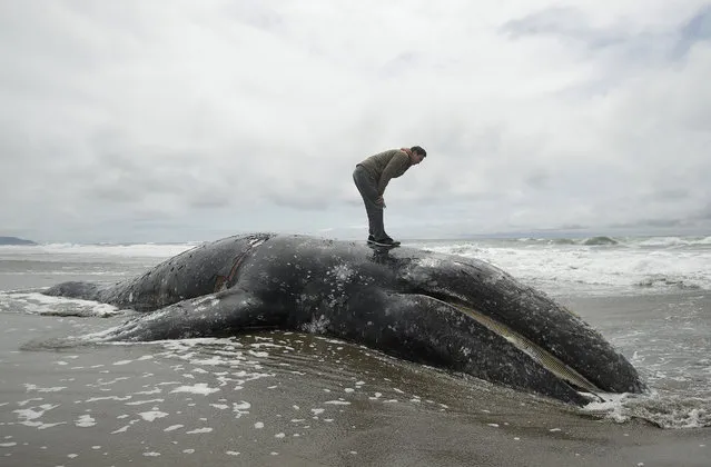 Duat Mai stands atop a dead whale at Ocean Beach in San Francisco, Monday, May 6, 2019. (Photo by Jeff Chiu/AP Photo)