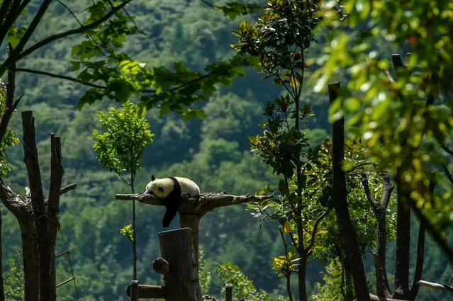 This photo taken on June 13, 2019 shows a panda resting in a tree in the the Shenshuping panda base of the Wolong National Nature Reserve in Wenchuan, China's southwestern Sichuan province. Born to a wild father and captive mother, nearly one-year-old twin pandas roll on the grass in a conservation base in southwest China, marking an important achievement in the preservation of the country's beloved animal. (Photo by AFP Photo/Stringer)