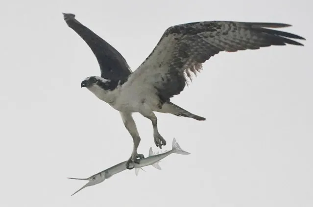 An osprey carries off a hound fish along the beach, Monday, December 13, 2021, in Surfside, Fla. (Photo by Wilfredo Lee/AP Photo)
