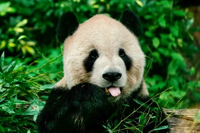 A panda eats bamboo at the Taipei Zoo on January 4, 2022. (Photo by Sam Yeh/AFP Photo)