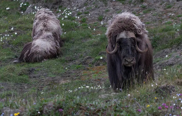 Wild Musk Oxen in Arctic Prairie in Russia