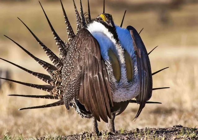 U.S. Bureau of Land Management photo shows a sage grouse in this undated photo. A looming wildlife protection fight over the Greater Sage Grouse highlights how two environmental groups have increasingly dominated the process of species protection, sparking a backlash from pro-business Republicans. (Photo by Bob Wick/Reuters/BLM)