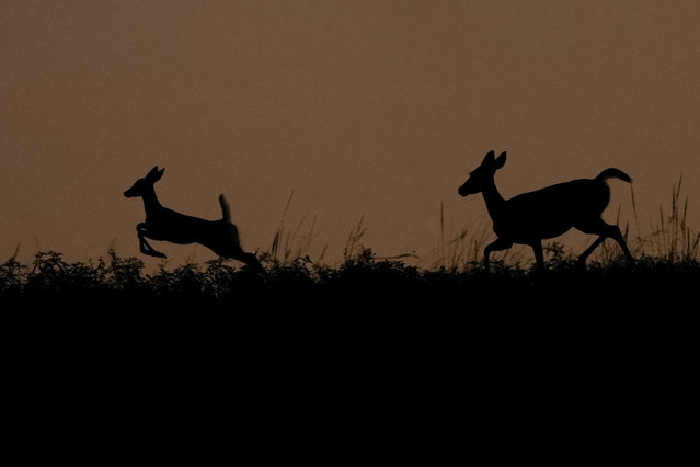 Deer run along a ridge at dusk in San Antonio, Monday, July 1, 2024. South Texas began the month of July with triple digit temperatures. (Photo by Eric Gay/AP Photo)