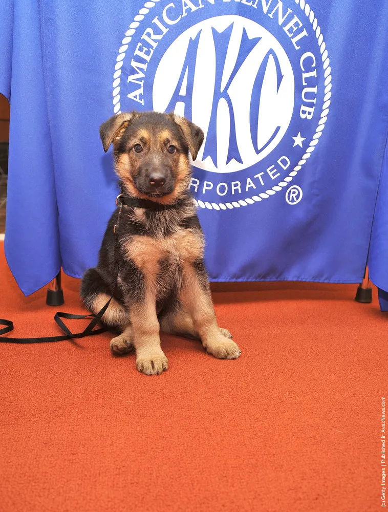 American Kennel Club Announces Most Popular Dogs in the U.S.