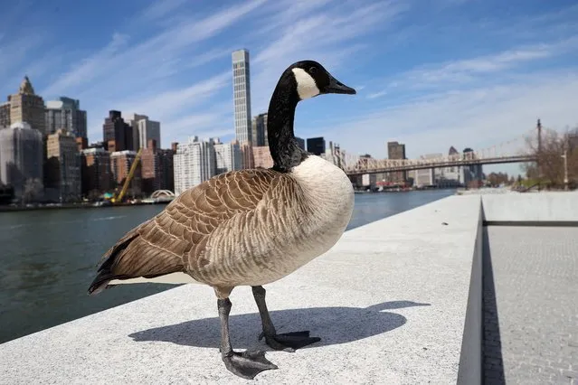 A Canada goose is seen in Roosevelt Island of New York City, United States on April 11, 2022. (Photo by Tayfun Coskun/Anadolu Agency via Getty Images)