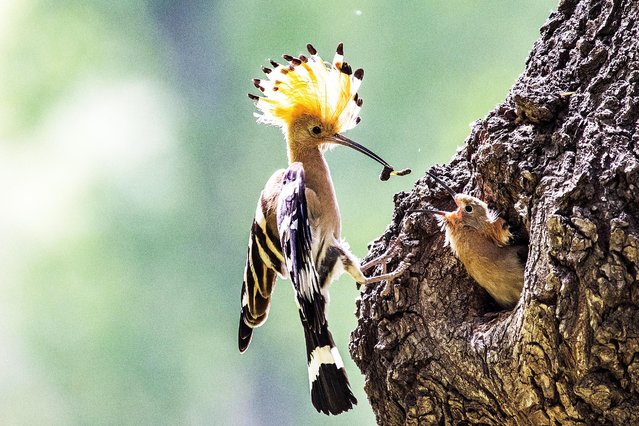 On May 9, 2021, Changping, Beijing, the adult hoopoe flew back and forth between the hunter and the tree nest to feed his own children. Two young birds poked their heads out, waiting for their mother to fly back to feed. (Photo by Sipa Asia/Rex Features/Shutterstock)