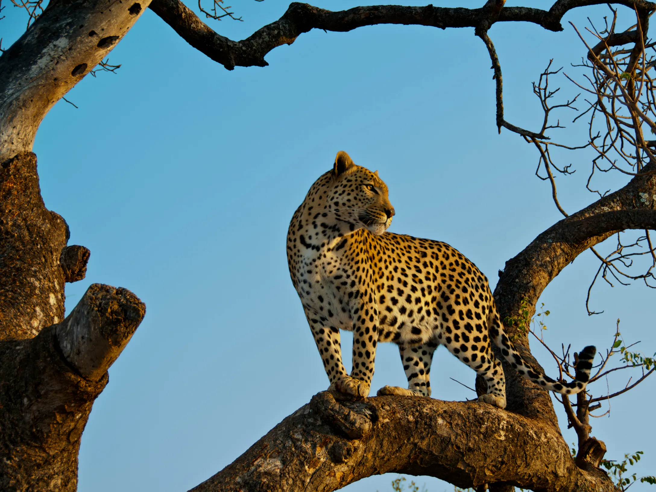 Дикая природа планеты. Килиманджаро леопард. National Geographic леопард. Леопард в Танзании.