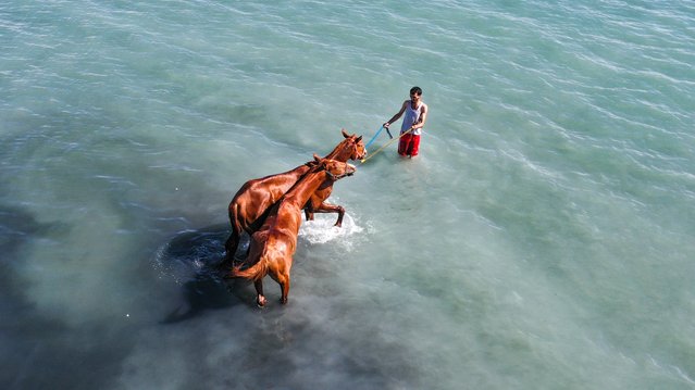 A man and racehorses swim in Lake Van during the summer season on August 27, 2024 in Van, Turkiye. Champion racehorses who have competed in major races in Turkiye are returning to form after recovering from injury with training sessions led by their trainers at Lake Van. Horses that are injured or exhausted in races held in various cities receive care and treatment. (Photo by Necmettin Karaca/Anadolu via Getty Images)