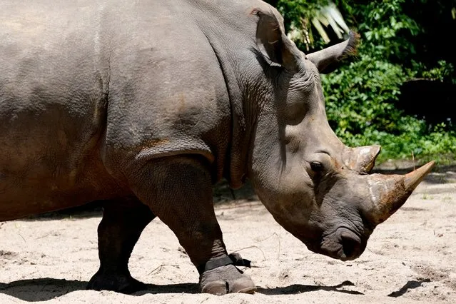 Helen, a 30-year-old white rhino, wears a fitness device on her right front leg as she walks around on the savanna at Walt Disney World's Animal Kingdom theme park, Monday, May 16, 2022, in Lake Buena Vista, Fla. The purpose of the fitness device is to gather data on the number of steps she takes each day, whether she is walking, running or napping, and which part of the man-made savanna she favors the most. (Photo by John Raoux/AP Photo)