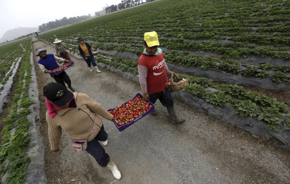 Strawberries Farm in Peru