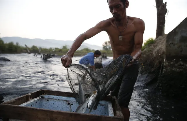 A man places freshly harvested milkfish from a fishpond, after it was almost emptied of its water, in Barangay Capayang, Marinduque in central Philippines March 23, 2016. (Photo by Erik De Castro/Reuters)