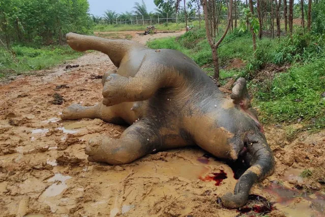 In this photo released by Indonesia's Nature Conservation Agency (BKSDA), the carcass of a pregnant Sumatran elephant, suspectedly died of poisoning, lies on the ground near a palm plantation in Bengkalis, Riau province, Indonesia on May 25, 2022. Local authorities are still investigating the cause of the death of the critically endangered elephant and its unborn baby. (Photo by BKSDA via AP Photo)