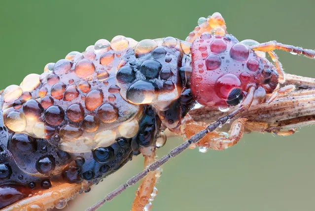 Dewy Earwig