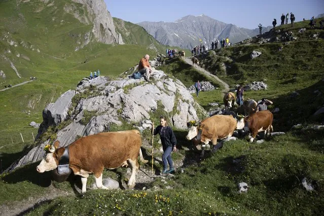 Guided by farmers, a herd of cows climb the narrow trail from Adelboden to the high plateau at Engstligenalp for their summer stay, in Adelboden, Switzerland, 18 June 2022. Accompanied by experienced cowherds, around 500 cattle master the 600m altitude difference in a little over one hour. (Photo by Peter Klaunzer/EPA/EFE)