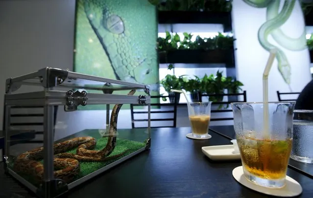 A snake is seen at the Tokyo Snake Center, a snake cafe, in Tokyo's Harajuku shopping district  August 14, 2015. The cafe has on display 35 non-venomous snakes of 20 different breeds. Open six days a week, the cafe allows customers to enjoy food and beverages while watching a small snake slither around in a cage on their table for a 1,000 yen (8.04 dollars). (Photo by Toru Hanai/Reuters)