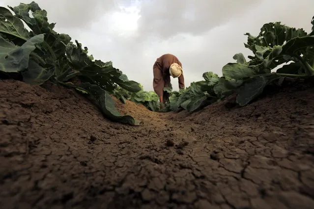 A Yemeni farmer works in a vegetable farm on the outskirts of Sana'a, Yemen, 27 June 2016. According to media reports, almost 80 percent of Yemen's 24-million population depends on agriculture as the ongoing conflict in the impoverished Arab country has serious effects on food imports. (Photo by Yahya Arhab/EPA)