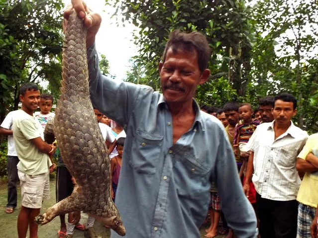 An Indian villager holds up a Chinese pangolin at Dogaow Village near Kaziranga National Park, India's northeastern Assam state, on July 21, 2014. The Chinese pangolin (manis pentadactyla), a nocturnal mammal covered with keratin scales found across western South Asia into northern Indochina and parts of Southern China, are listed as an endangered species by the International Union for Conservation of Nature. (Photo by AFP Photo/Stringer)