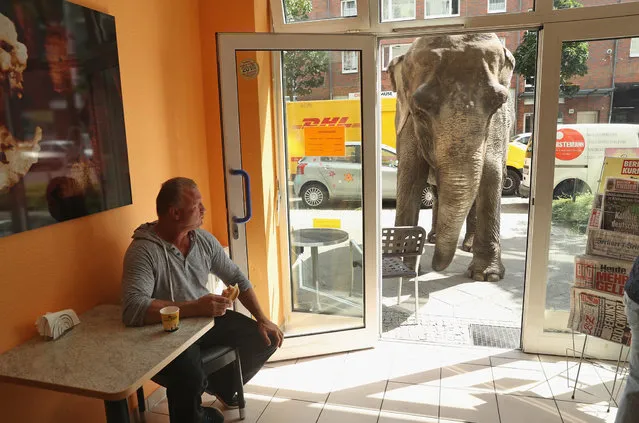 Maja, a 40-year-old elephant, peeks into a bakery while one of her minders eats a sandwich during a stroll through the neighborhood with her minders from a nearby circus on July 1, 2016 in Berlin, Germany. Maja performs daily at Circus Busch and circus workers take her on walks among the nearby apartment buildings to vacant lots where she likes to eat the grass. City authorities sanction the outings and federal regulations reportedly encourage activities for elephants to stimulate the animals' cognitive awareness. (Photo by Sean Gallup/Getty Images)