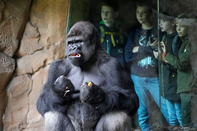 Children watch a gorilla sitting in its enclosure at lunchtime at the zoo in Duisburg, Germany, Wednesday, August 2, 2023. (Photo by Martin Meissner/AP Photo)