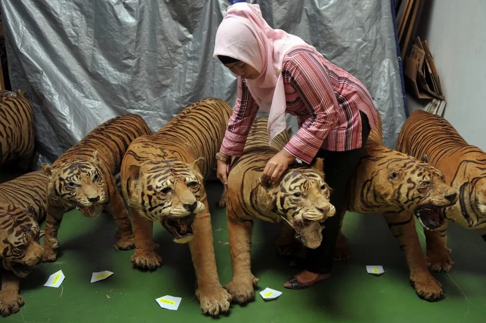 The Most Dangerous Predators on the Planet – is the Humans...