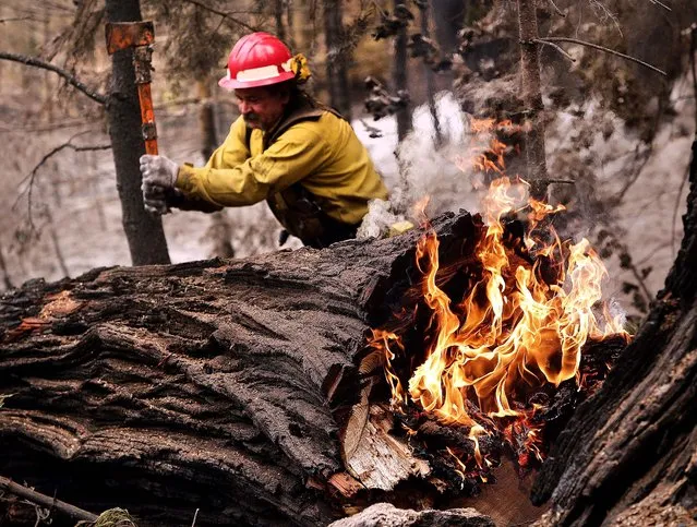Tracy Porter, of Paradise, Calif., uses an axe to fragment a burning tree damaged by the Eiler Fire on Monday, August 4, 2014, in the Lassen National Park near Hat Creek, Calif. Firefighters were focusing on two wildfires near each other in Northern California that have burned through more than 100 square miles of terrain. (Photo by Marcio Jose Sanchez/AP Photo)