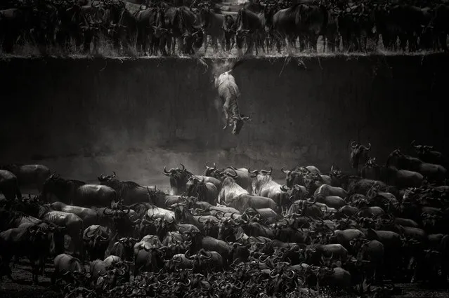 “The great migration”. Jump of the wildebeest at the Mara river. Photo location: North Serengeti, Tanzania. (Photo and caption by Nicole Cambré/National Geographic Photo Contest)