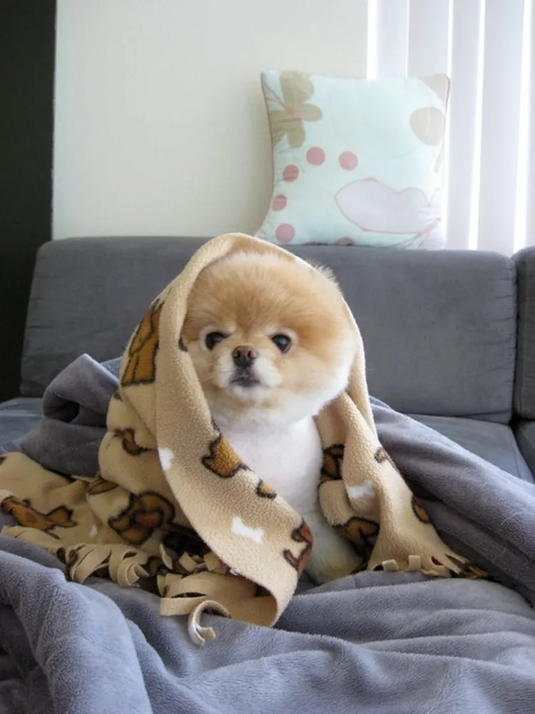 Meet Boo – The World's Cutest Dog