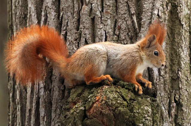 A squirrel searches for food in a park on a cloudy spring day in Moscow, Russia, 19 March 2025. (Photo by Maxim Shipenkov/EPA/EFE)