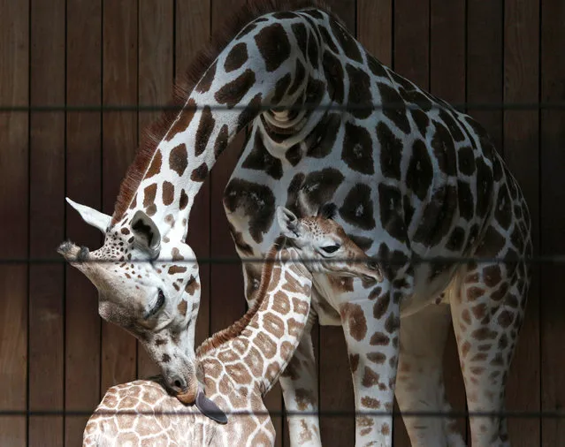 Ziggy licks her yet-to-be named son Tuesday, September 22, 2015, at the Milwaukee County Zoo in Milwaukee. The calf was born Sept. 16 and is the first born at the zoo since 2003. (Photo by Carrie Antlfinger/AP Photo)