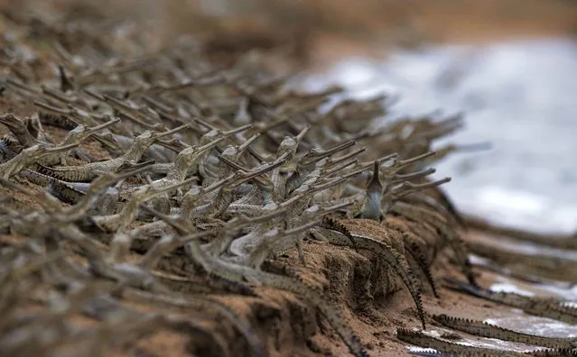 A sea of young crocodiles look like a tiny army as they congregate on a shoreline on July 2020. The 20 day old gharials, unique to South Asia, make the banking look black. Wildlife photographer Shivang Mehta pictured the critically endangered species on the banks of the Chambal river in Rajasthan, India. (Photo by Shivang Mehta/Solent News & Photo Agency)
