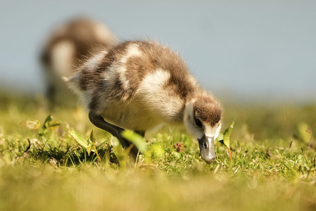 Egyptian geese offspring graze on a meadow on a sunny spring Saturday, April 5, 2025 in Gelsenkirchen, Germany.(Photo by Martin Meissner/AP Photo)