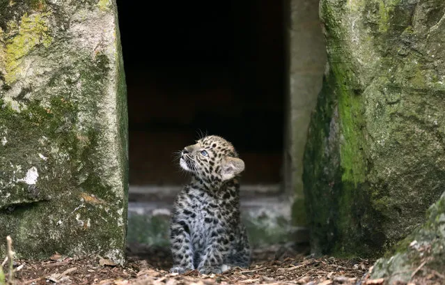 One of two male Amur leopard cubs leaves his enclosure for the first time in Marwell Zoo, England on August 31, 2016. (Photo by Andrew Matthews/PA Wire)