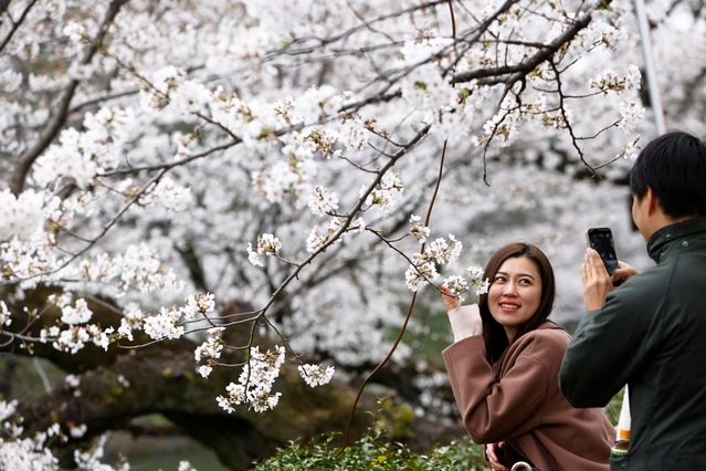 Visitors take pictures with cherry blossoms at Chidorigafuchi park in Tokyo, Japan, on March 31, 2025. (Photo by Manami Yamada/Reuters)