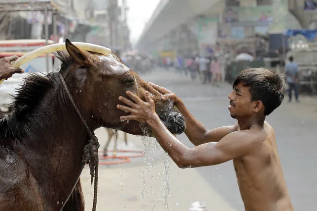 A Bangladeshi man bathes his horse on a roadside early morning in Dhaka, Bangladesh, Friday, October 2, 2015. (Photo by A. M. Ahad/AP Photo)