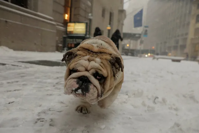 A bulldog walks through the snow during a snowstorm in New York, U.S., January 4, 2018. (Photo by Lucas Jackson/Reuters)