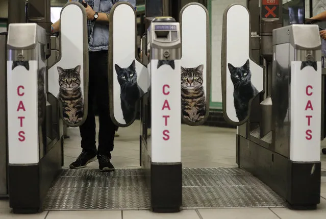 A man approaches the barriers which feature portraits of cats, at Clapham Common Tube station in London, Tuesday, September 13, 2016. Cat lovers in need of a pick-me-up may start gravitating toward London’s Clapham Common Tube station. All of the station’s customary advertisements have been taken down, replaced by 68 oversized portraits of rather adorable cats. (Photo by Frank Augstein/AP Photo)