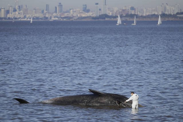 A coastal police officer approaches a presumed-dead whale on the shores of Vicente Lopez, Argentina, on the outskirts of Buenos Aires, Wednesday, July 9, 2025. (Photo by Natacha Pisarenko/AP Photo)