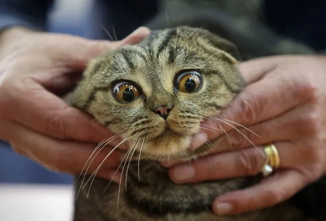 An expert examines a Scottish Fold cat during a cat exhibition in Kiev, Ukraine, 16 November 2014. (Photo by Tatyana Zenkovich/EPA)