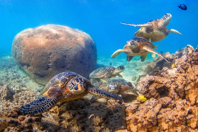 Hawaiian green sea turtles cruising in the warm waters of the Pacific. (Photo by Shane Myers/Alamy Stock Photo)