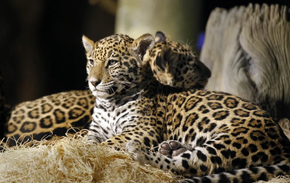 Baby Jaguars Are Named at the Zoo
