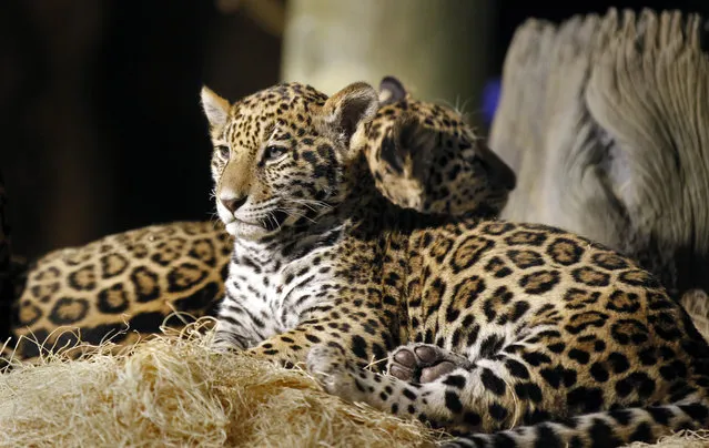 In foreground B'alam and in background Zean rest in their encloseure at the  Milwaukee County Zoo .  Zean and B'alam  are the two newest jaguar cubs with the mother Stella who are now on public exhibit, at four months old. B' alam (who has larger and darker spots as well as a square space on her forehead showing no spots) name means "Great and powerful king in Mayan.   Zean encompasses the Belize people living and working in Belize, with all cultures. She has smaller, almost greyish spots on her coat.  The names were revealaed at the Milwaukee County Zoo, Wednesday, March 13, 2013. Journal Sentinel photo by Rick Wood/RWOOD@JOURNALSENTINEL.COM