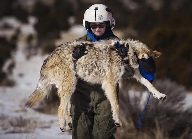 Savannah Cantrell, a volunteer with the US Fish and Wildlife Service, carrying a tranquilised male Mexican gray wolf from a helicopter during the annual Mexican wolf count near Apache Creek in New Mexico early February 2023. (Photo by Chancey Bush/The Albuquerque Journal/AP Photo)