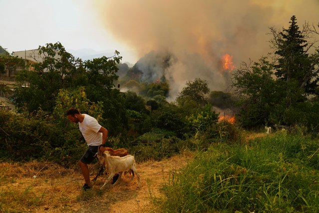 A man takes away goats during a wildfire in Vounteni, on the outskirts of Patras, western Greece, Wednesday, August 13, 2025. (Photo by Thanassis Stavrakis/AP Photo)