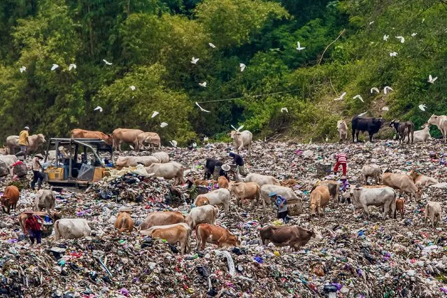 Scavengers, cattles and birds scavenge garbage at the dump site at Piyungan Hill in Bantul on February 28, 2023. (Photo by Devi Rahman/AFP Photo)