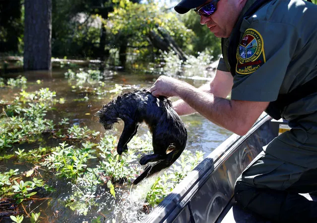 South Carolina Department of Natural Resources officer Gregg Lowery rescues a cat from flood waters from Hurricane Matthew while patrolling for evacuees in Nichols, South Carolina, U.S. October 10, 2016. (Photo by Randall Hill/Reuters)